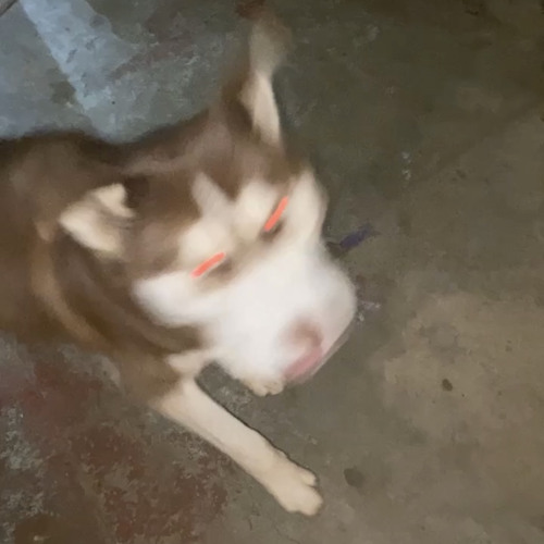 i tried to find my life - demo