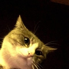 giorgi