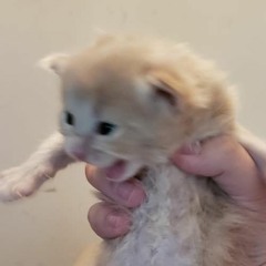 biancatut