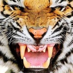 Some Kind Of Monster