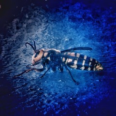 Waterbee (a.k.a. The Watabes)