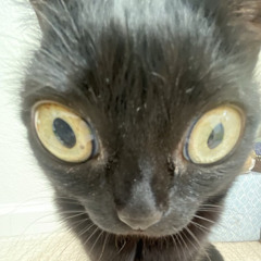 Ronnie