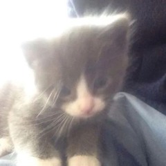 kitten