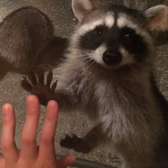 trashed_ panda