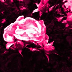 ninesyy