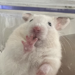 김지똥