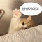 먀옹