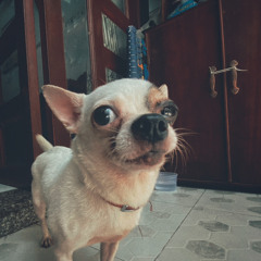 hoàng huy