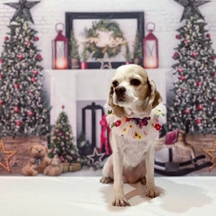 탱이엄마는공주