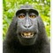 monkeyman123