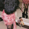 Lexi X