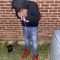 colly