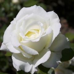 Lady Rosa
