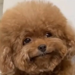 jju