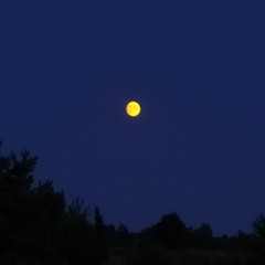 ssofich