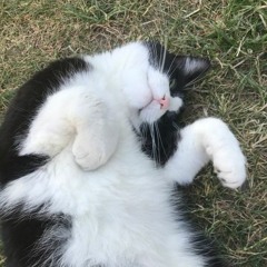 れいん