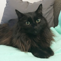 angelienie