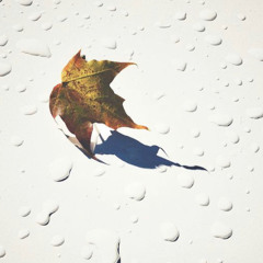 Camphor Laurel