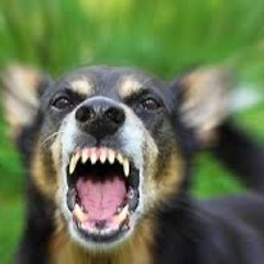 DOGPOUND