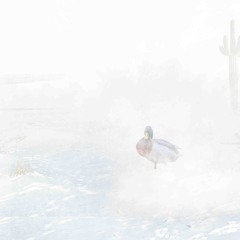 while against the flight