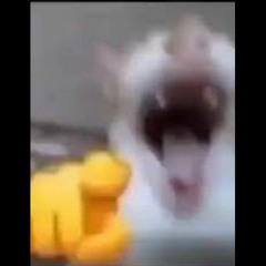 Dangerous Hamster