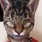 woercat