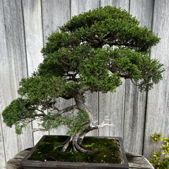 Botanist22