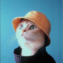 huan cat