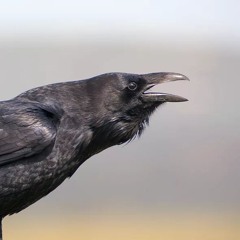 Crow Show