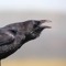 Crow Show