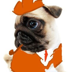 Aristocrat Pug