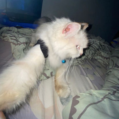 ryseyyey