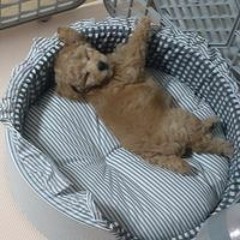 최성준