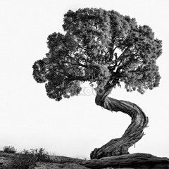 M W Willows