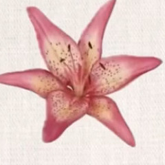 🌺
