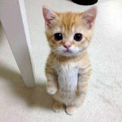 FluffyGato＞﹏＜