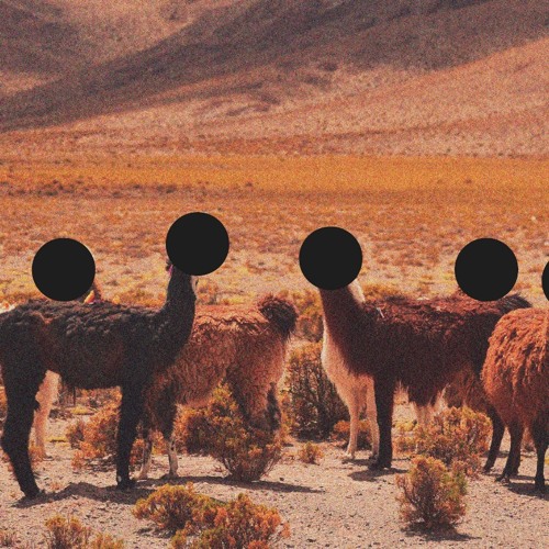 Midcentury Llama’s avatar