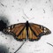 Frozen Monarch