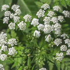 Hemlock
