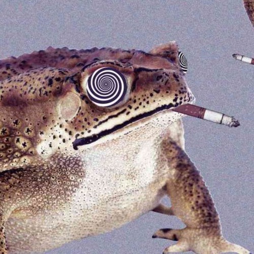 toad ferguson’s avatar