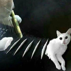 wqll0
