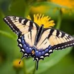 vyrweb
