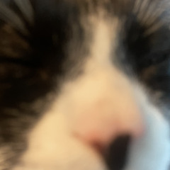 CATTO
