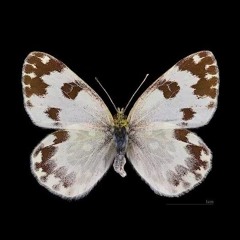 آمال