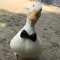 Entchen 🦆