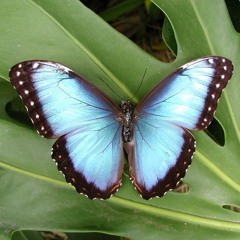 blue butterflys