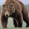 Michael Christ : BEARMiNiMAL
