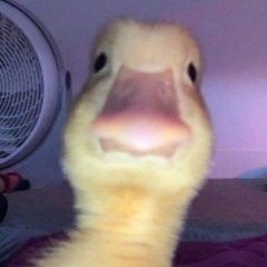 AleyNino