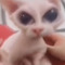 smuggy
