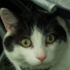 Lil Mike